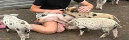 Pig livestock for sale: 🐷🍒Cherry’s delightful litter of Mini Pigs🍒🐷 - Advert 1