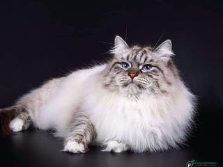 Siberian cats 🌓Word Champion Grandfather 🌖 - Advert 1