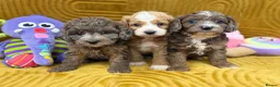 Cavapoo dogs for sale: Stunning F1B Cavapoos FULLY DNA health tested - Advert 9