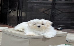 Maltese dogs for sale: Gorgeous KC pedigree Maltese puppy reduced price - Image 22