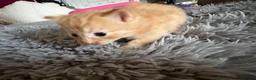 Mixed Breed cats for sale: 4 boys 1 girl - Advert 5