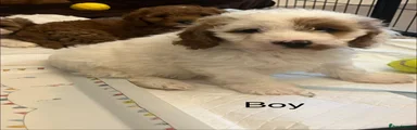 Cavapoo 2