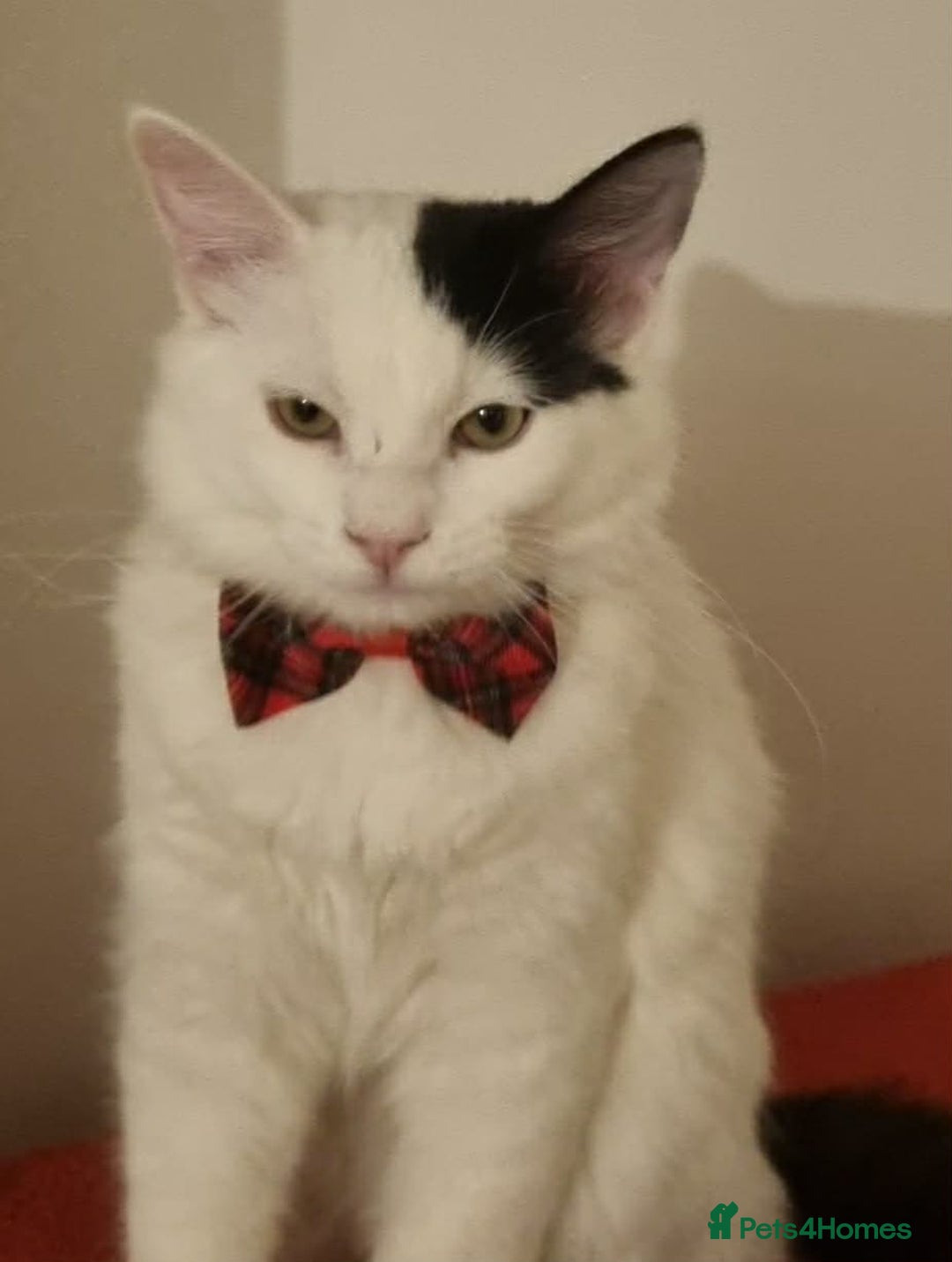 Mixed Breed cats for sale: Ragdoll mix boy - Advert 1