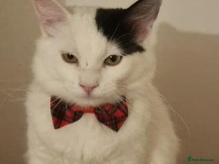 Mixed Breed cats Ragdoll mix boy - Advert 13