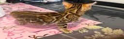 Bengal cats for sale: High-End & Premium Collect - Advert 8