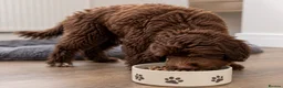 Cavapoo dogs for sale: 🐾 Beautiful Chocolate Cavapoo Puppy 🐾 - Advert 2