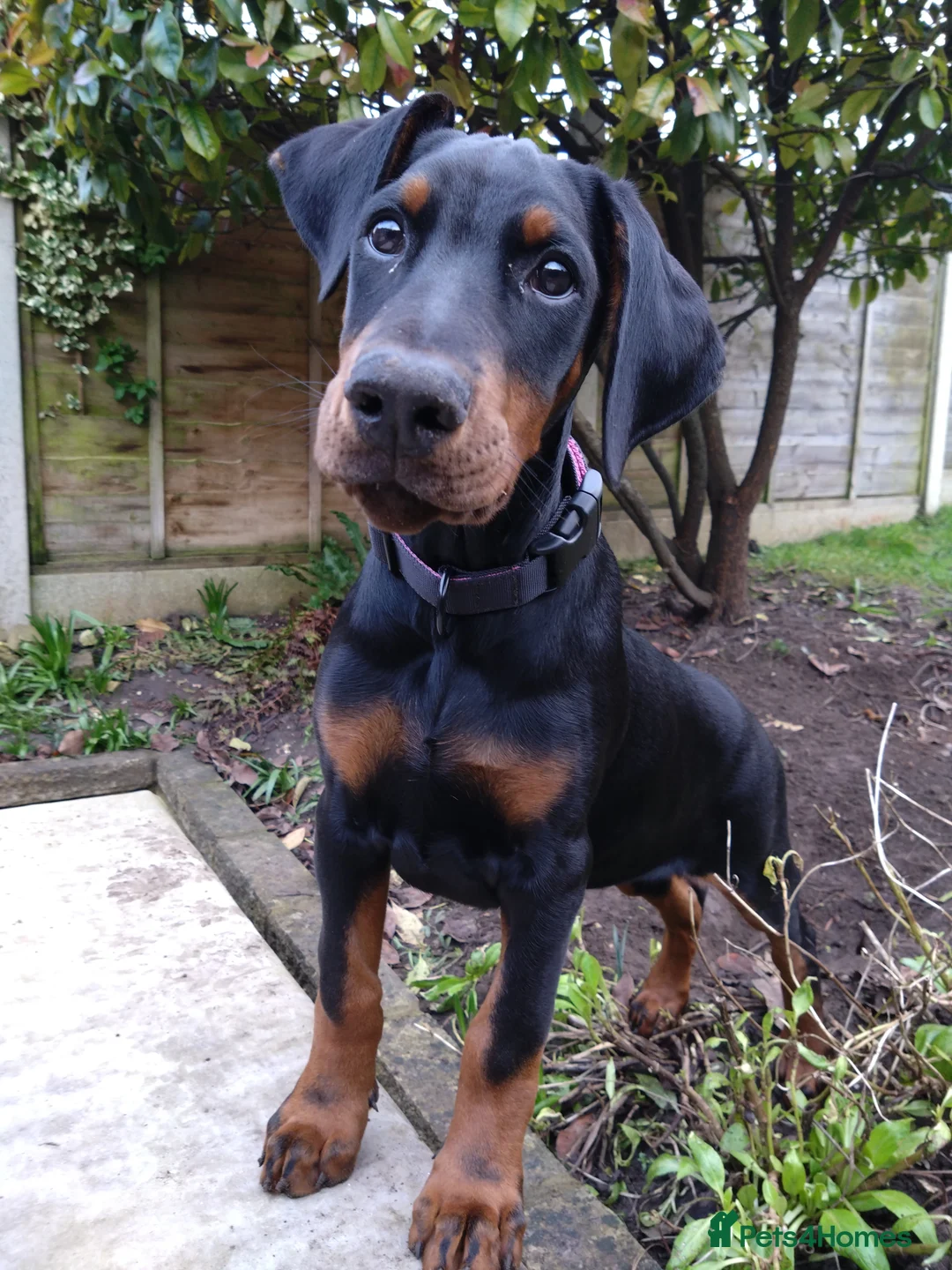 Dobermann dogs for sale: Cezarblue European 12 Week Female Doberman ⭐️  in Petersfield - Advert 4