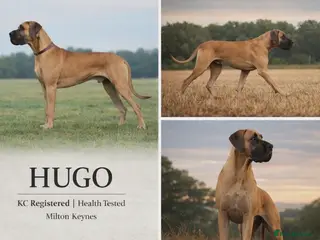 Great Dane dogs ✨ Great Dane Stud - KC Registered - Championship - Advert 2