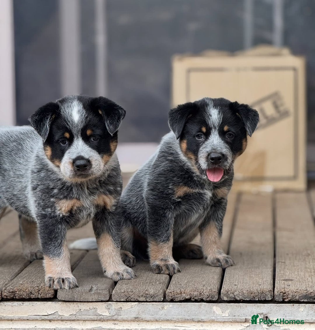 Australian Cattle Dog dogs for sale: Australian Cattle Dog Pups - Advert 1