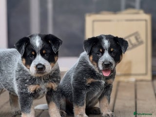 Australian Cattle Dog dogs Australian Cattle Dog Pups - Advert 4