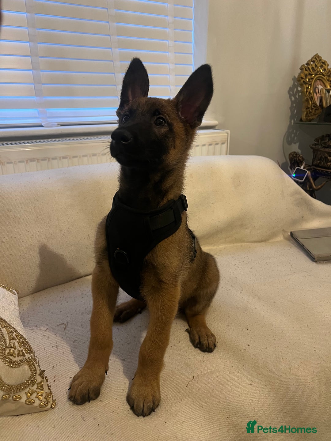 Belgian Shepherd Dog dogs for sale: Belgian Melinois Poppy - Image 1