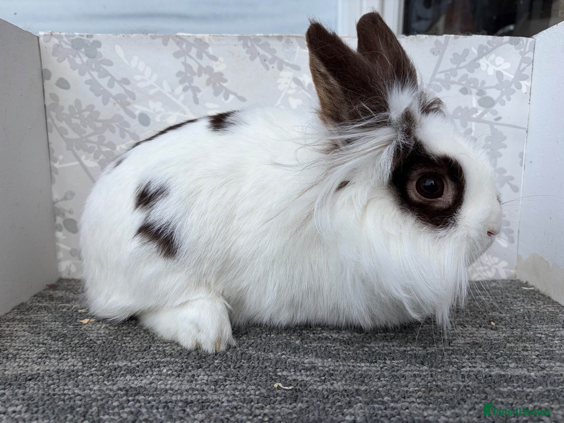 Mini Lop rabbits Lionhead doe - Advert 13