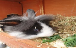 Mini Lop rabbits for sale: Spayed/neutered rabbits for adoption - Image 10