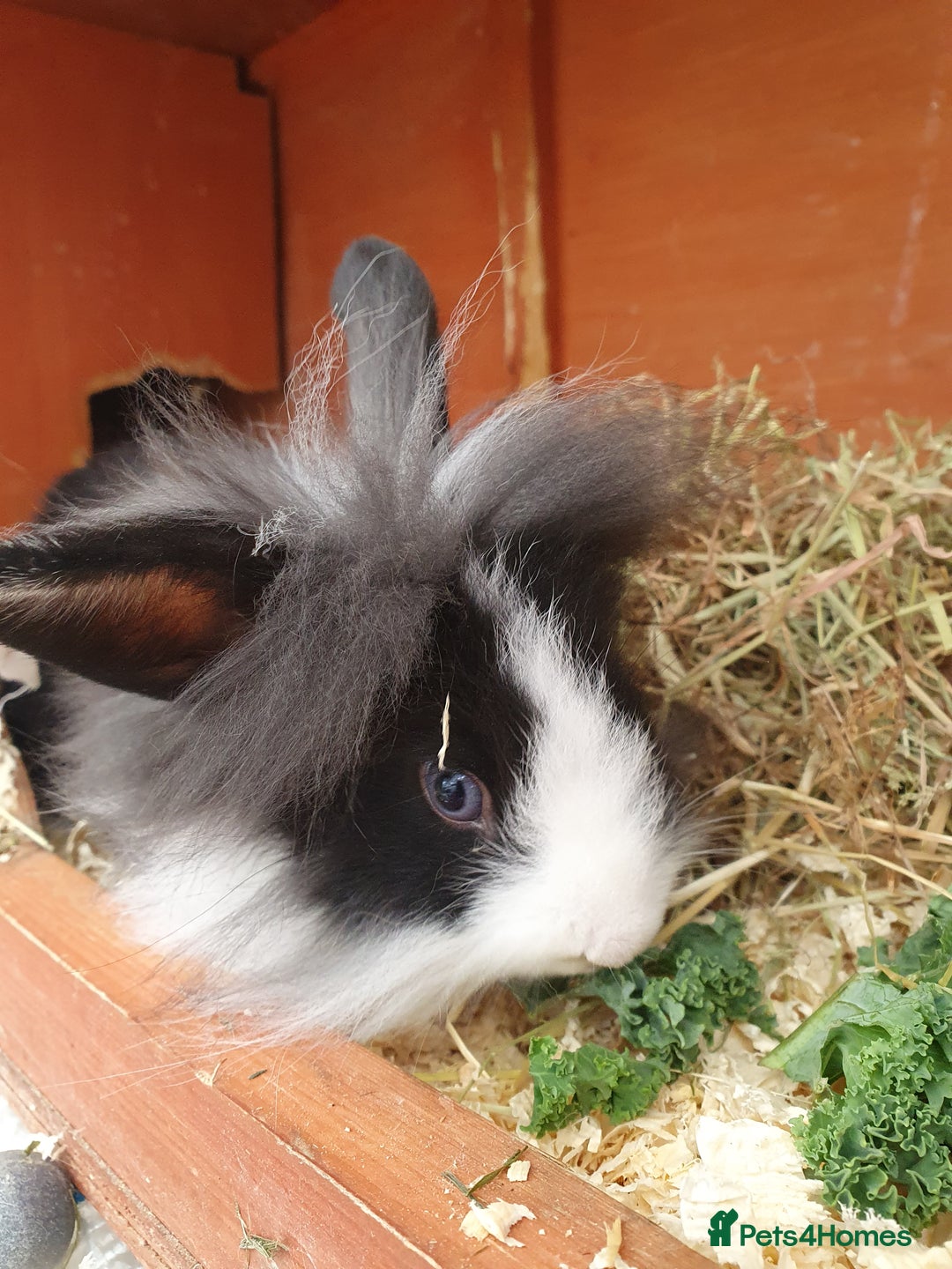 Mini Lop rabbits for sale: Spayed/neutered rabbits for adoption - Image 10