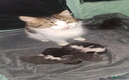 Maine Coon cats for sale: Maine coons x tabby - Image 1