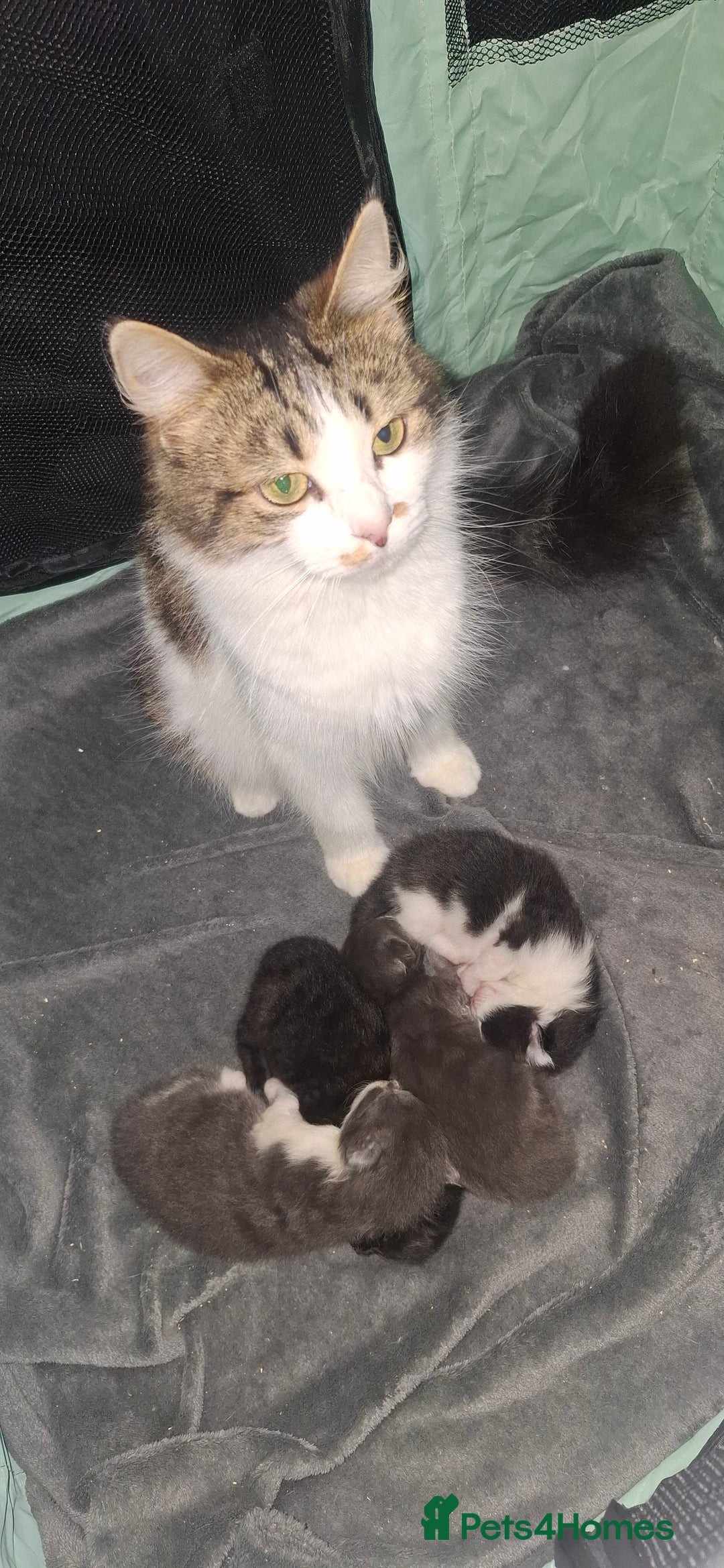 Maine Coon cats for sale: Maine coons x tabby - Image 1