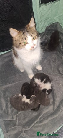 Maine Coon cats - Advert 2