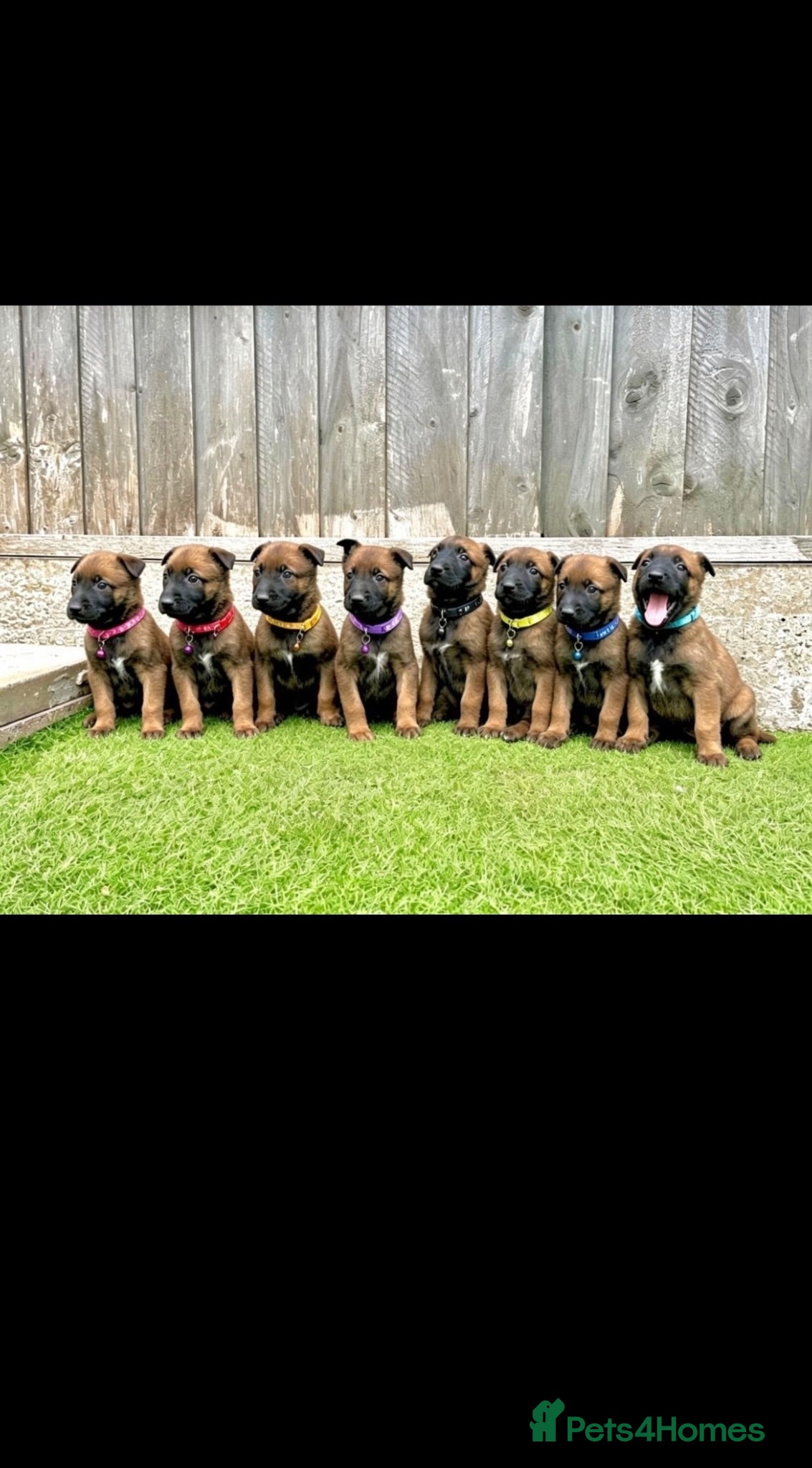 Belgian Shepherd Dog dogs KC Belgian Malinois Puppys for sale - Advert 1