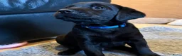 Labrador Retriever dogs for sale: Beautiful KC Labrador Puppies – FTCh Lines - Advert 7