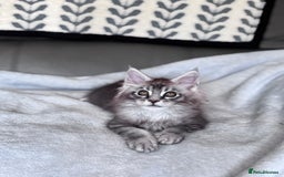 Maine Coon cats for sale: Our little Bertie is available  - Image 7