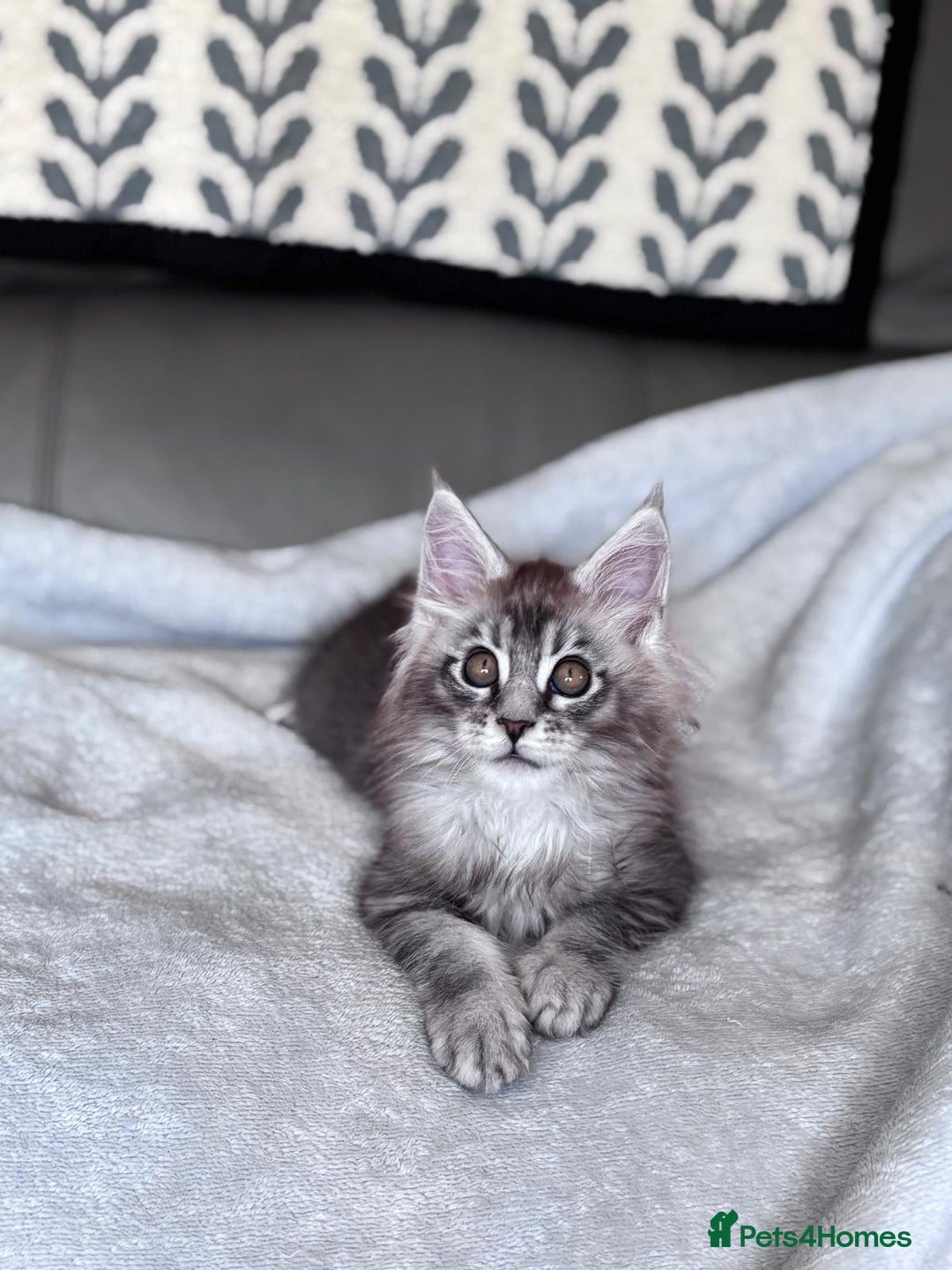 Maine Coon cats for sale: Our little Bertie is available  - Image 7