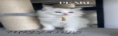 Ragdoll 4