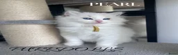 Ragdoll cats for sale: Tica registered ragdoll kittens  - Advert 9