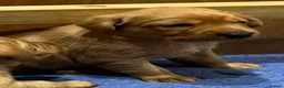 Labrador Retriever dogs for sale: KC registered fox red Labrador puppy  - Advert 4
