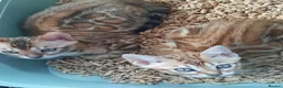 Bengal cats for sale: Stunning litter of brown rosetted Bengal cubs  - Advert 21