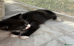 Mixed Breed cats for sale: Litter of Kittens For Sale - only 1 Male left in Dunstable - Image 21