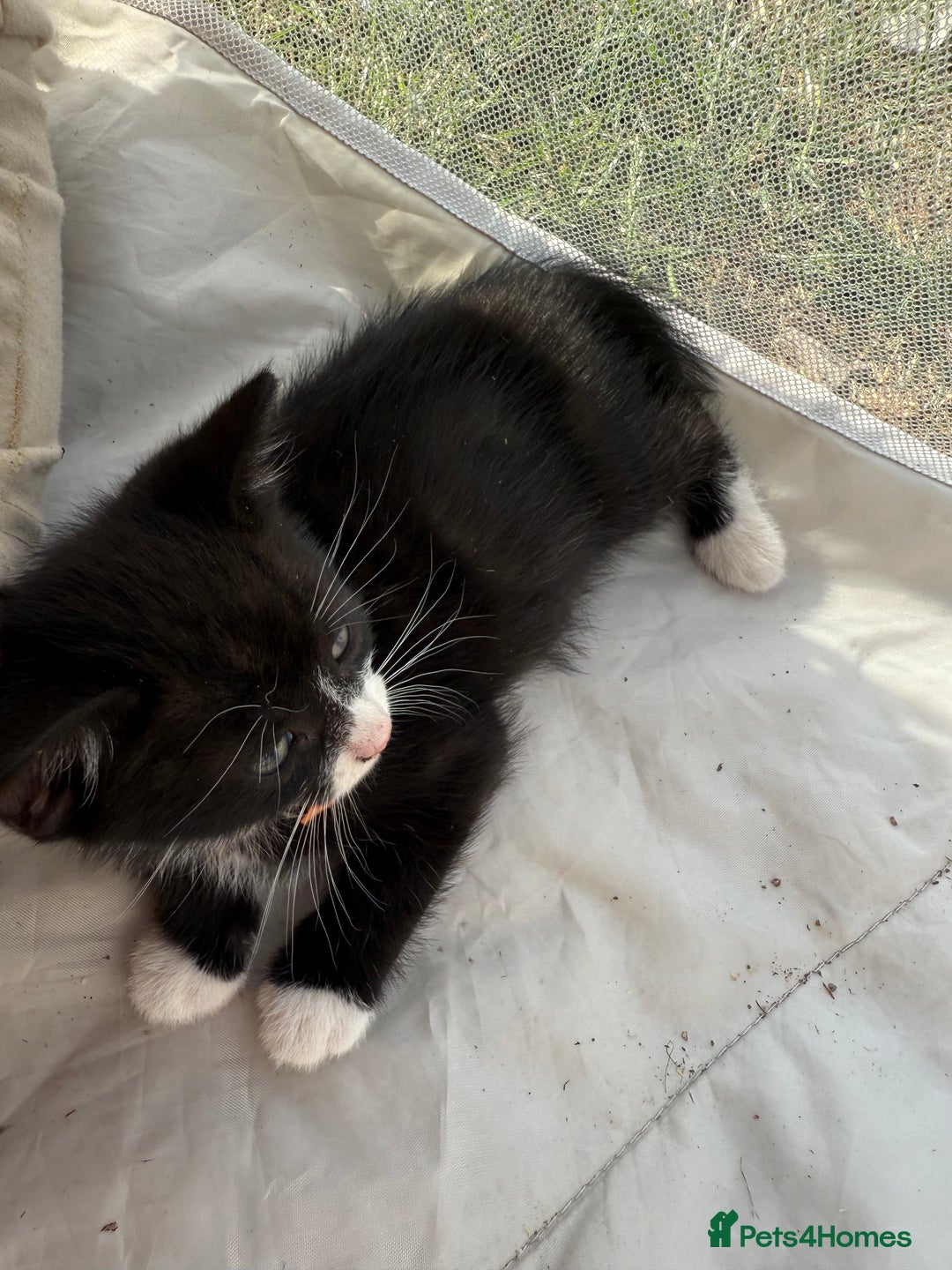 Mixed Breed cats for sale: Litter of Kittens For Sale - only 1 Male left in Dunstable - Image 21