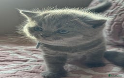 British Shorthair cats for sale: British shorthair blue kittens - pedigree GCCF - Image 10