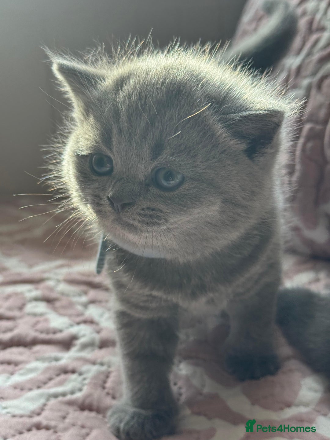 British Shorthair cats for sale: British shorthair blue kittens - pedigree GCCF - Image 10