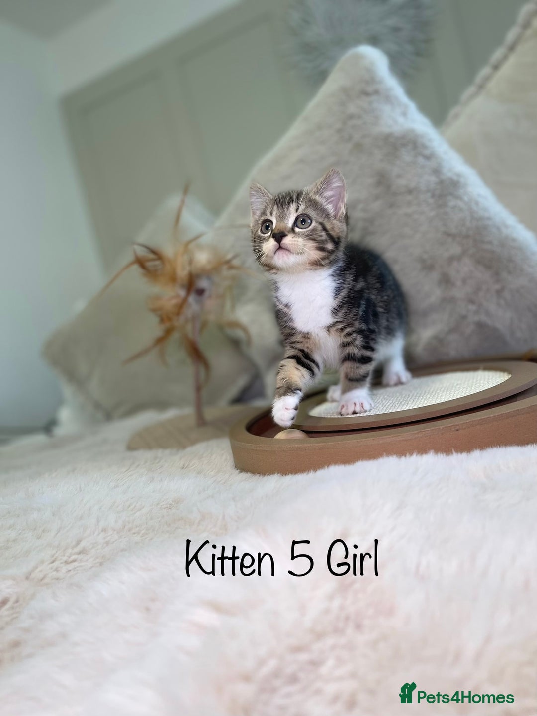 Mixed Breed cats for sale: Beautiful kittens 8 weeks old ready now  - Advert 18