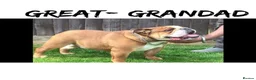 English Bulldog dogs for sale: Standard English bulldog  - Advert 8