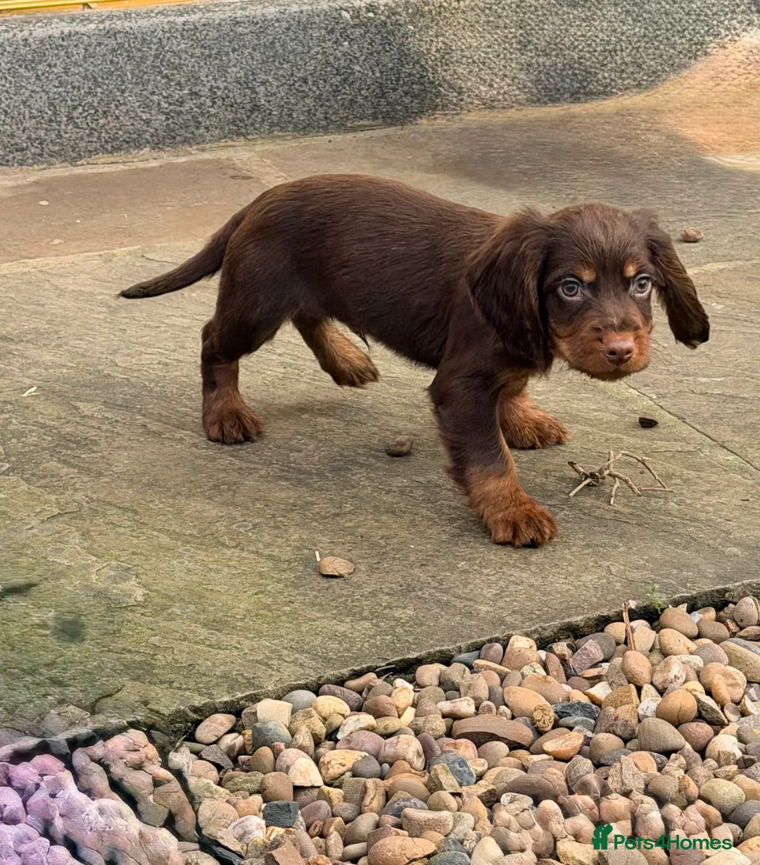 Cocker Spaniel dogs for sale: Cocker spaniel pups  - Advert 11