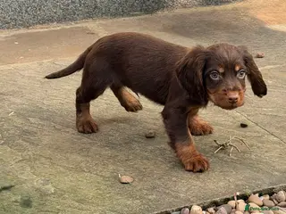 Cocker Spaniel dogs Cocker spaniel pups - Advert 18