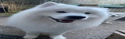 Samoyed dogs for stud: Elite Samoyed Stud - World Class Pedigree KC Reg. - Advert 7