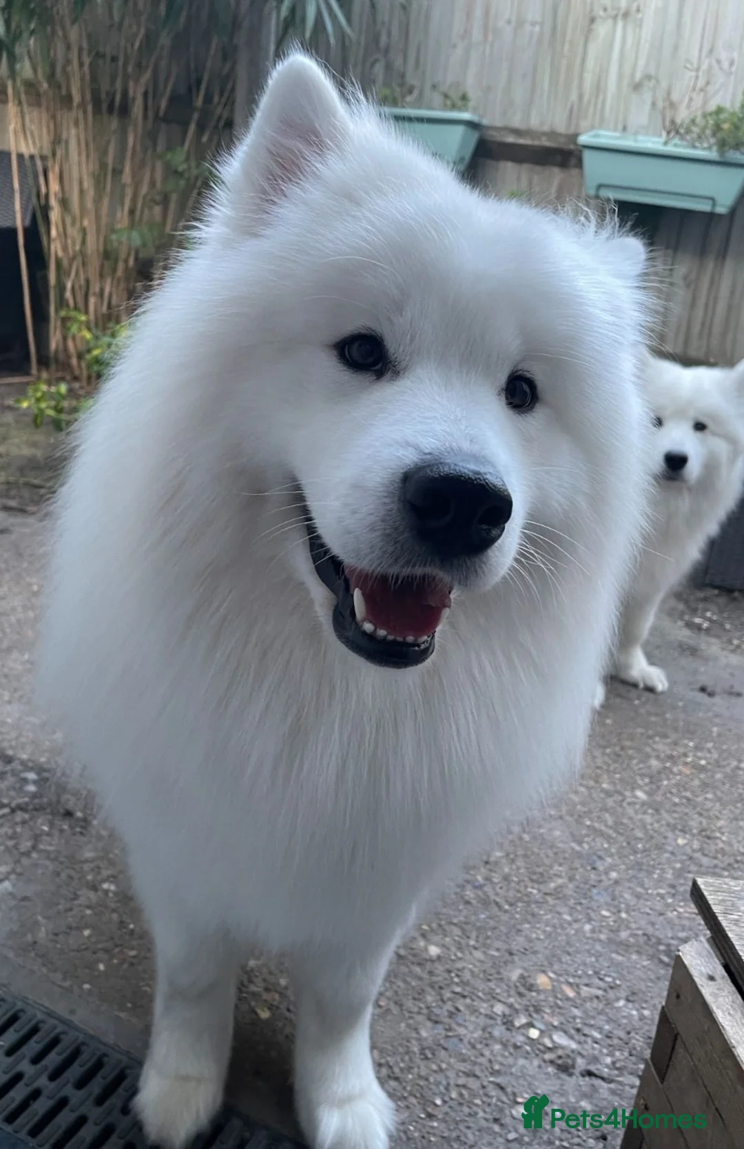 Samoyed dogs for stud: Elite Samoyed Stud - World Class Pedigree KC Reg. - Advert 7
