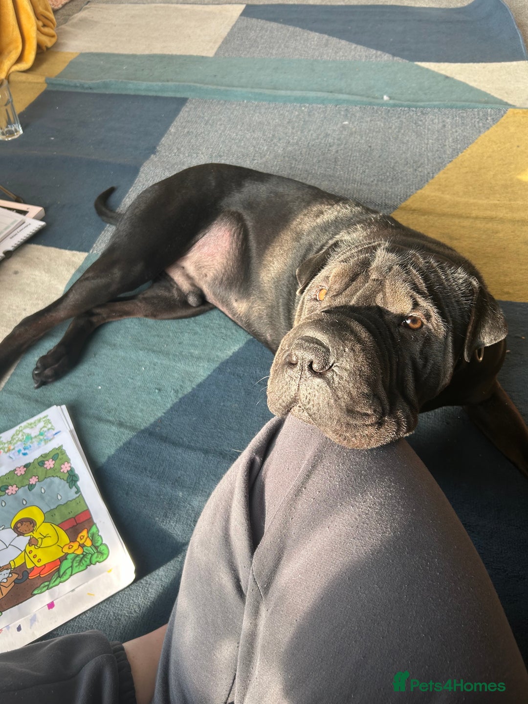 Mixed Breed dogs for sale: 2 year old Sharweiler (Sharpei x Rottweiler) - Image 6