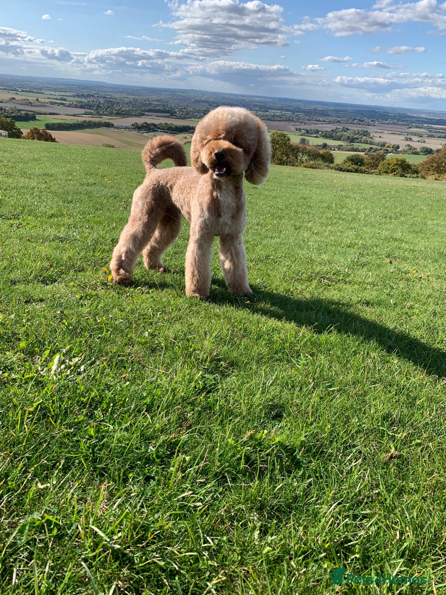 Cockapoo dogs 🐾 Cockapoo Stud Available 🐾 - Advert 2