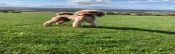Cockapoo dogs for stud: 🐾 Cockapoo Stud Available 🐾 - Advert 1