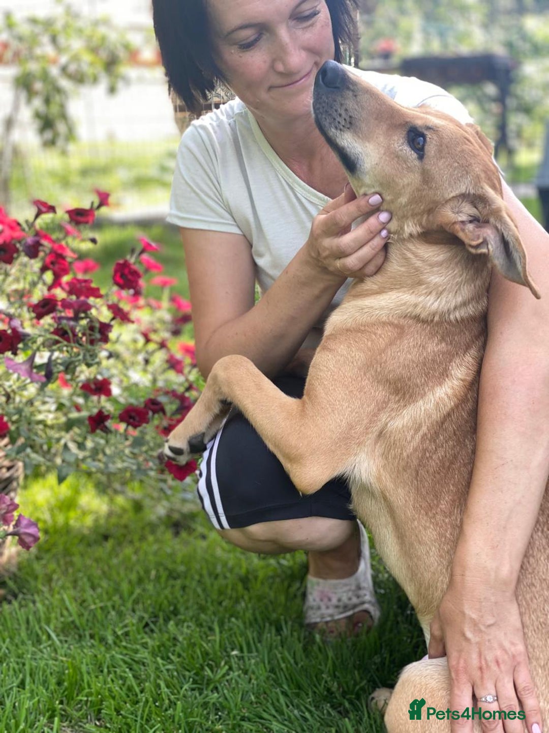 Mixed Breed dogs for adoption: 💖🐶 BAMBY 🐶💖 - Image 12