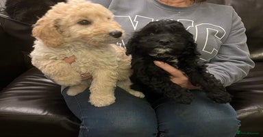 Bordoodle dogs BORDOODLE puppies DNA screened  - Advert 14