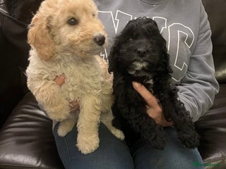 Bordoodle dogs BORDOODLE puppies DNA screened - Advert 3