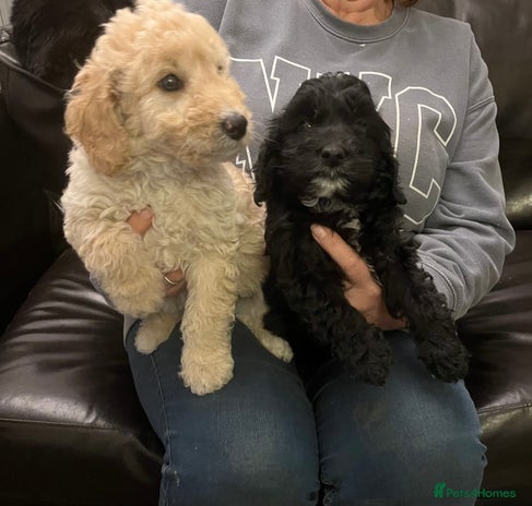 Bordoodle dogs BORDOODLE puppies DNA screened - Advert 4