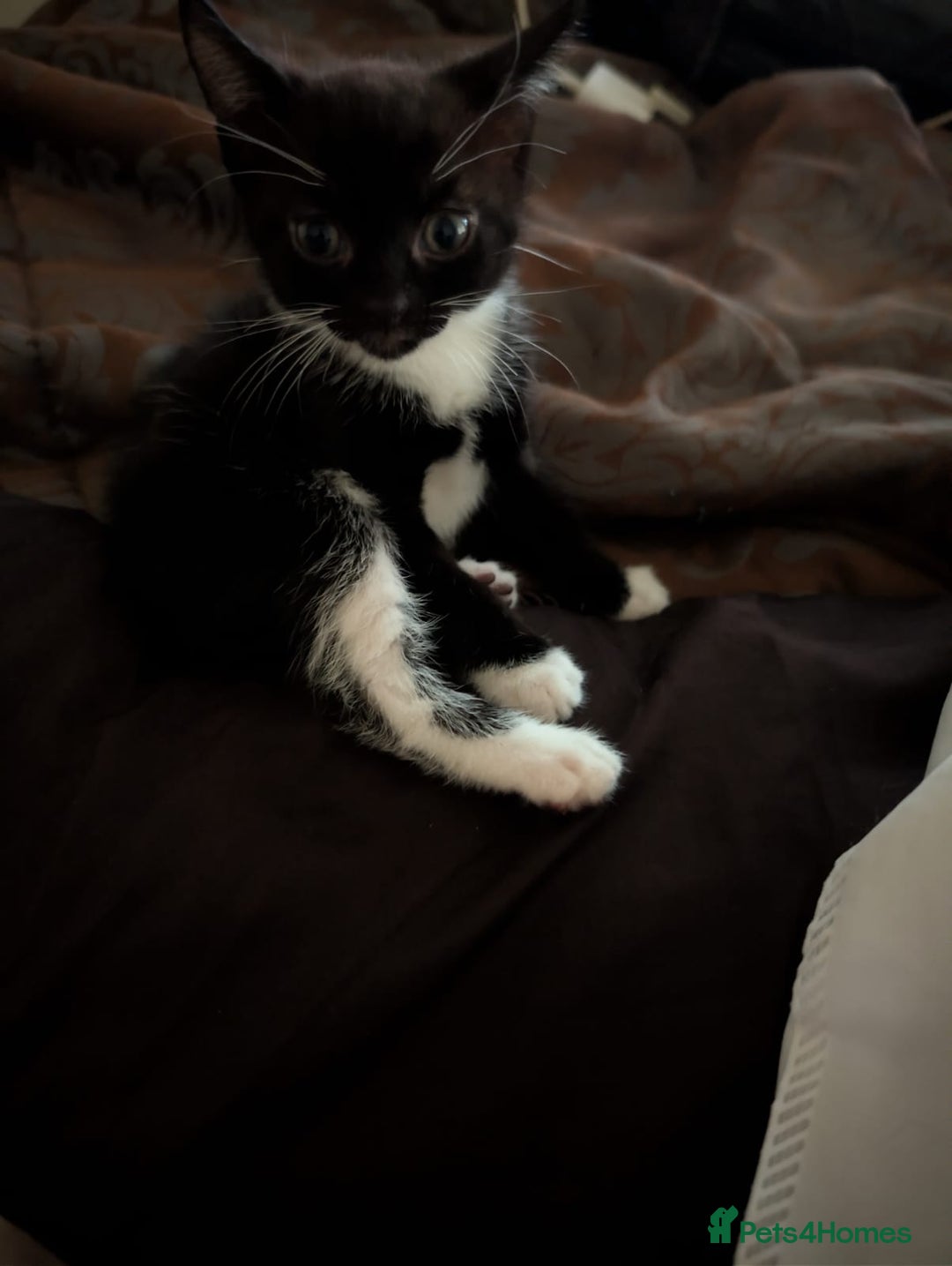 British Shorthair cats for sale: 2 male kittens ready for their new home - Advert 3