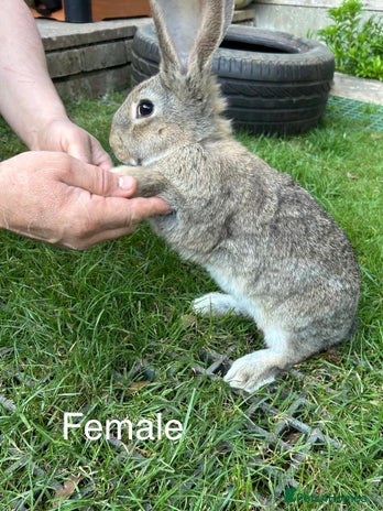 Continental Giant rabbits in Ilford - Advert 3
