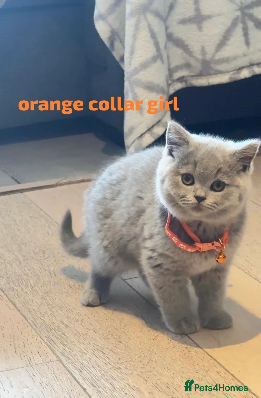 British Shorthair cats for sale: GORGEOUS BRITISH SHORTHAIRS! - Advert 2