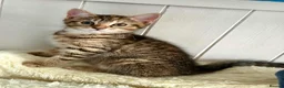 Bengal cats for sale: Beautiful kittens 🐈‍⬛  - Advert 9